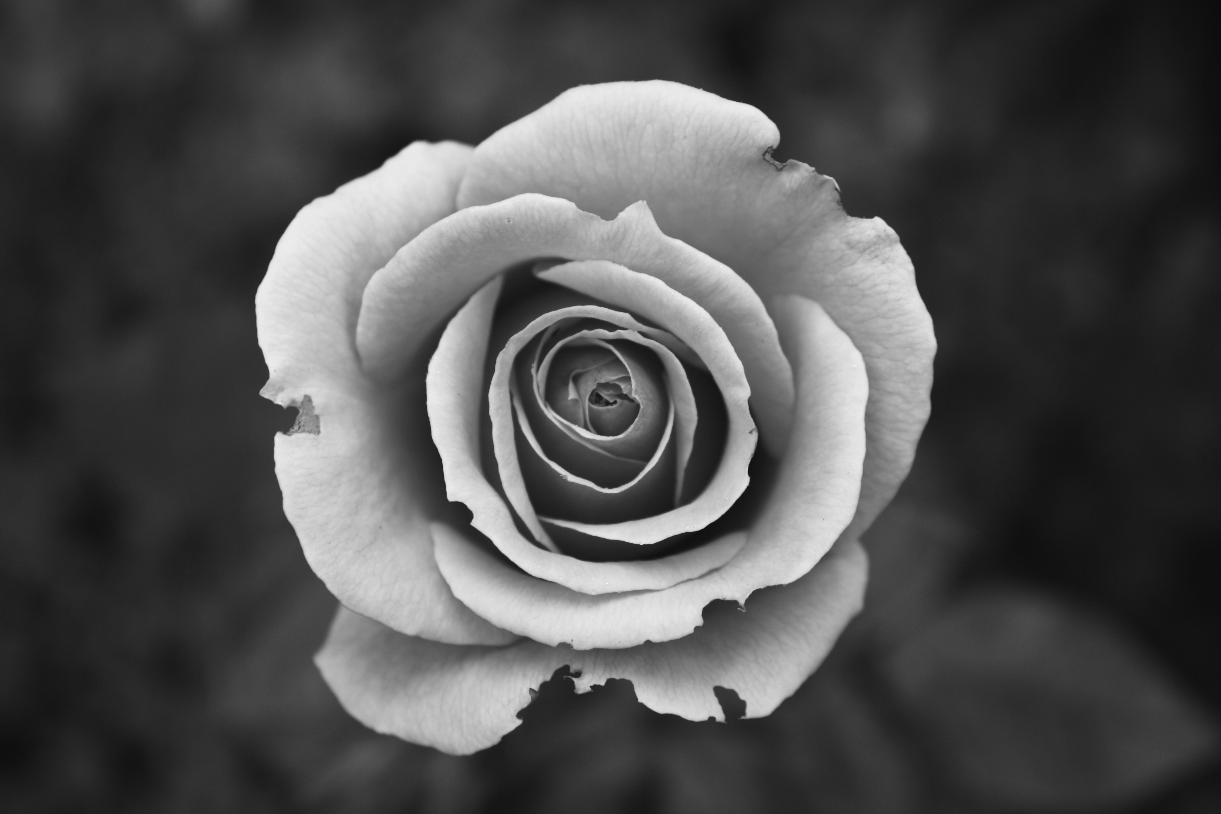 Grayscale rose